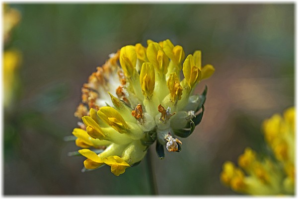 Anthyllis vulneraria