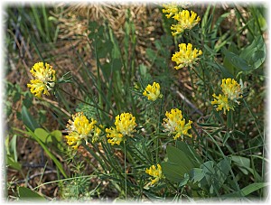 Anthyllis vulneraria