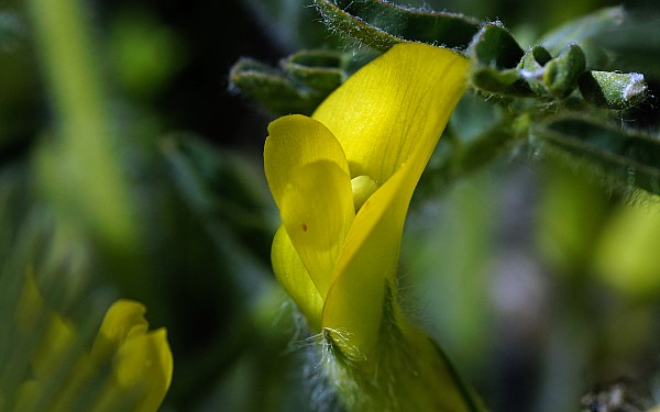 Astragalus angustiflorus