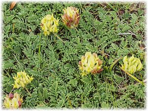 Astragalus pelliger