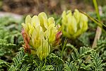 Astragalus pelliger