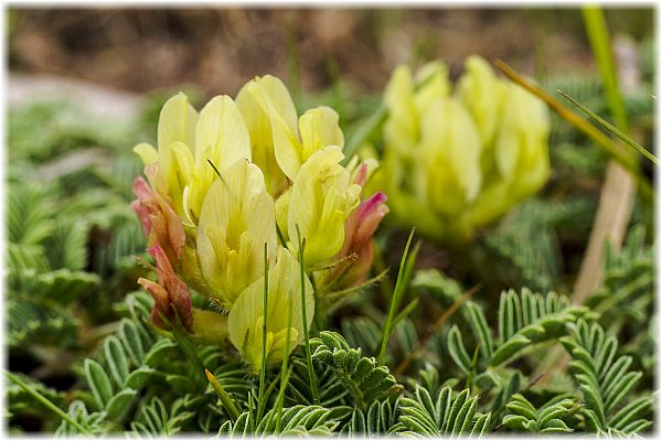 Astragalus pelliger