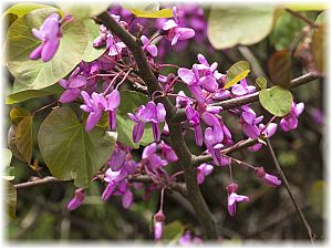 Cercis siliquastrum