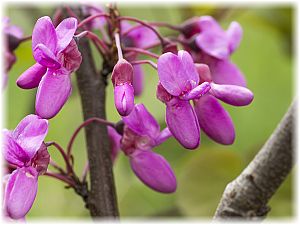 Cercis siliquastrum