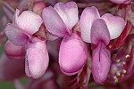 Cercis siliquastrum