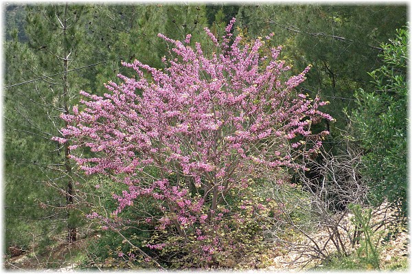 Cercis siliquastrum