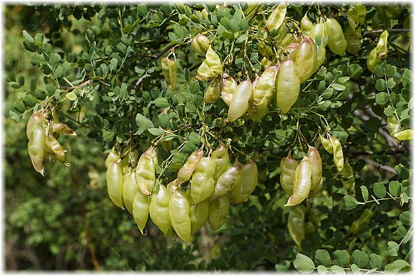 Colutea cilicica