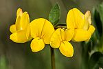 Coronilla scorpioides