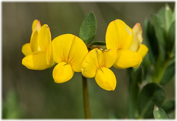 Coronilla scorpioides