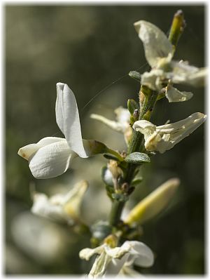 Cytisus multiflorus