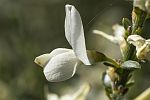 Cytisus multiflorus