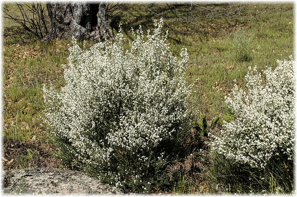 Cytisus multiflorus