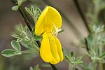 Cytisus scoparius