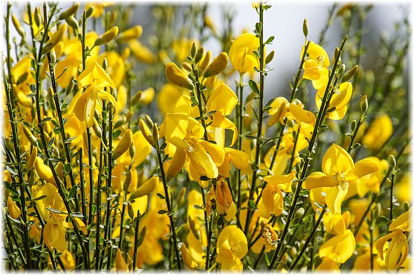 Cytisus scoparius