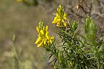 Genista hirsuta