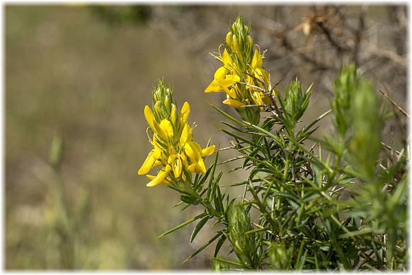 Genista hirsuta