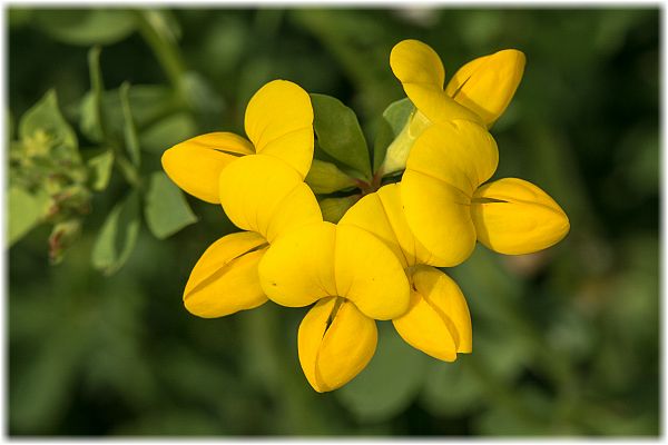 Hippocrepis comosa