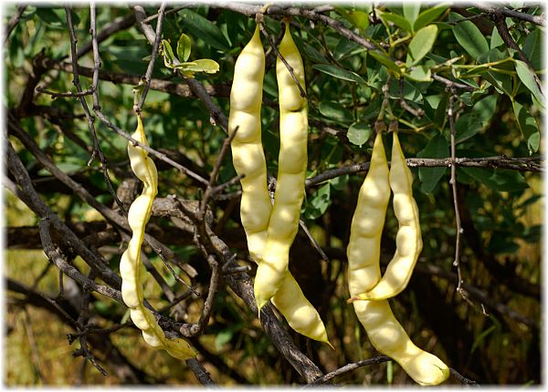 Laburnum alpinum