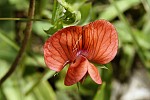 Lathyrus blepharicarpus