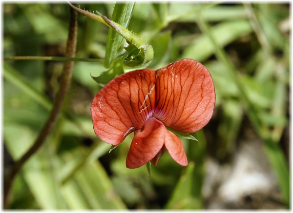 Lathyrus blepharicarpus