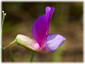 Lathyrus digitatus