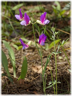 Lathyrus digitatus