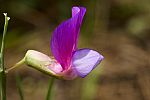 Lathyrus digitatus