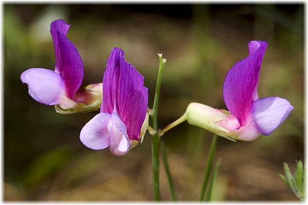 Lathyrus digitatus