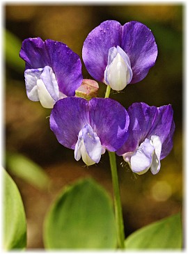 Lathyrus laxiflorus