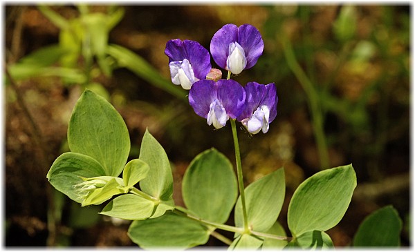 Lathyrus laxiflorus