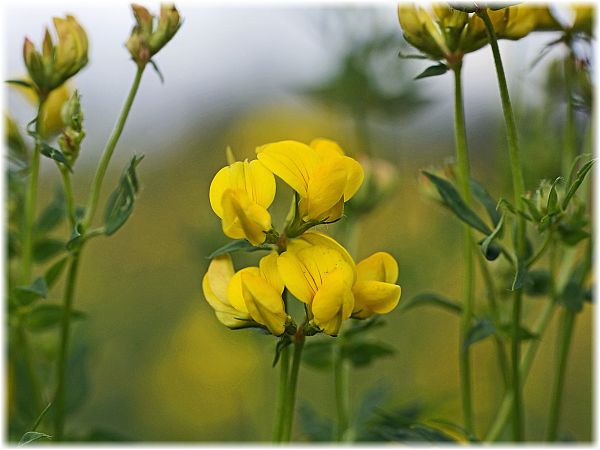 Lotus corniculatus