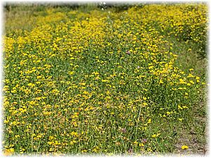 Lotus corniculatus Hab