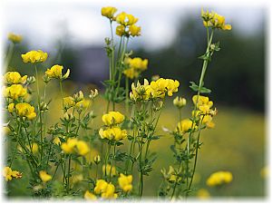 Lotus corniculatus Hab