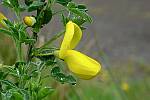 Lotus corniculatus