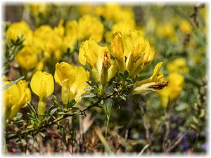 Lotus cytisoides