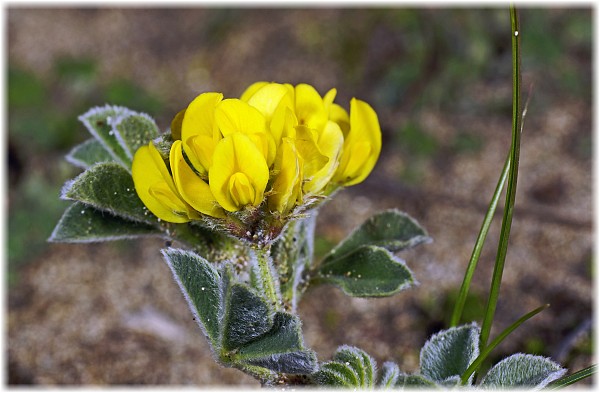 Medicago marina