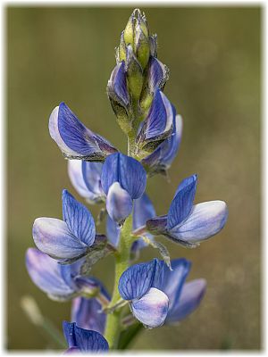 Lupinus angustifolius