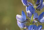 Lupinus angustifolius