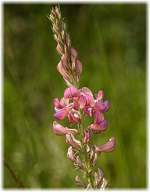 Onobrychis viciifolia