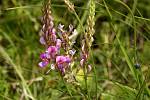 Onobrychis viciaefolia