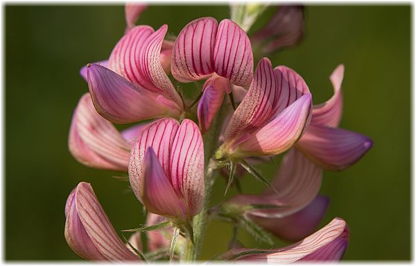 Onobrychis viciifolia