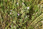 Ononis repens