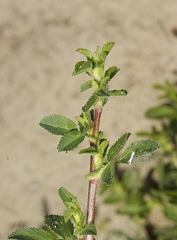 Ononis repens