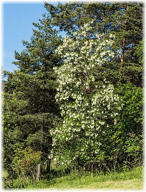 Robinia pseudoacacia