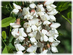 Robinia pseudoacacia