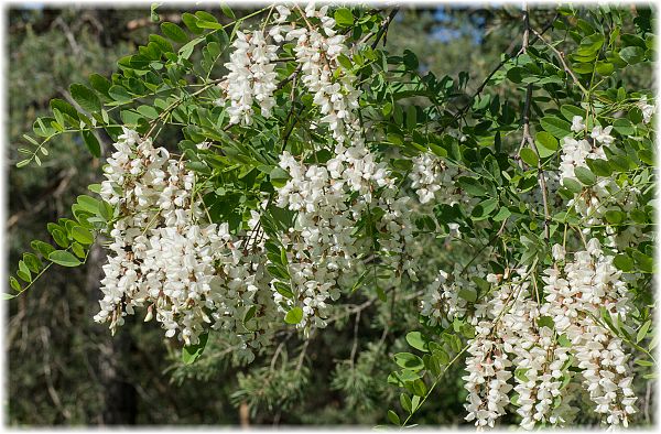 Robinia pseudoacacia