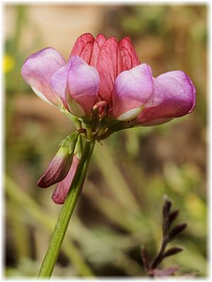 Coronilla parviflora