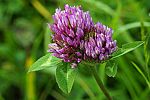 Trifolium pratense