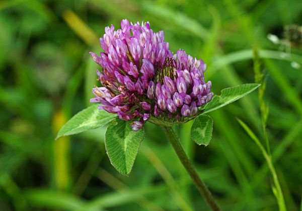 Trifolium pratense