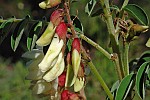 Vicia noeana